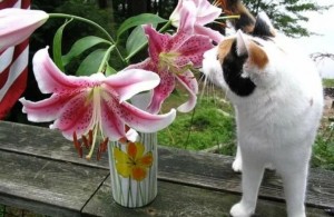 Создать мем: кошка лилия, цветы лилии, лилия цветок