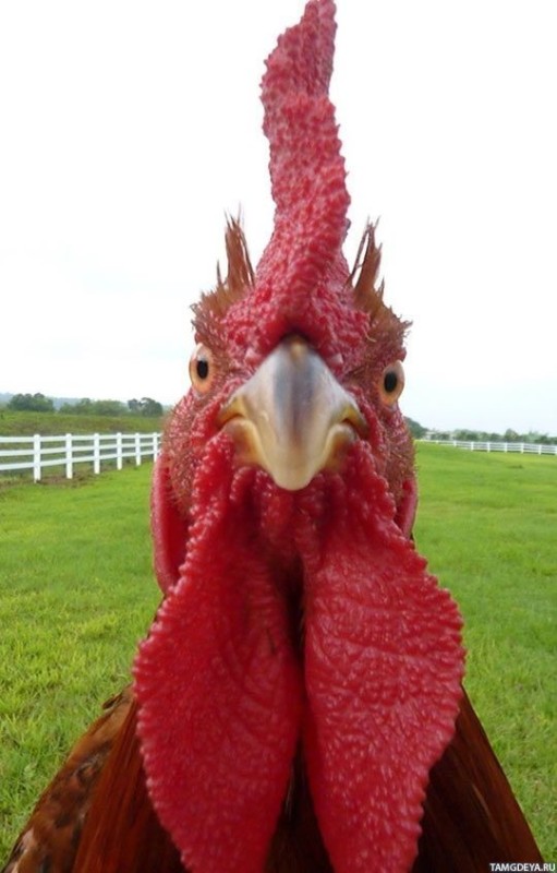Create meme: cock head, bird chicken , rooster bird