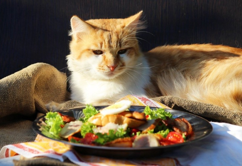 Create meme: kitty , cat food, animals cute