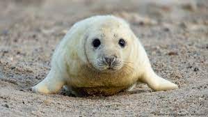 Создать мем: морской тюлень, длинномордый тюлень, длинномордый тюлень детеныш