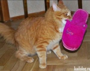 Создать мем: кот в носочках, кот и тапок, надень тапки