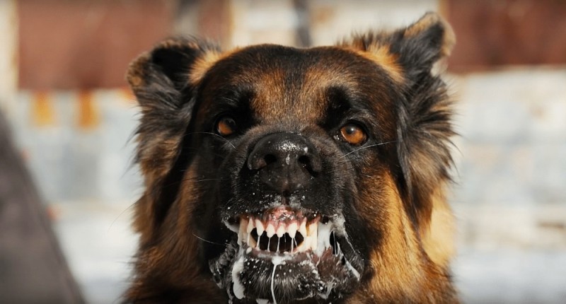 Create meme: mad dog , rabies , The German Shepherd is evil