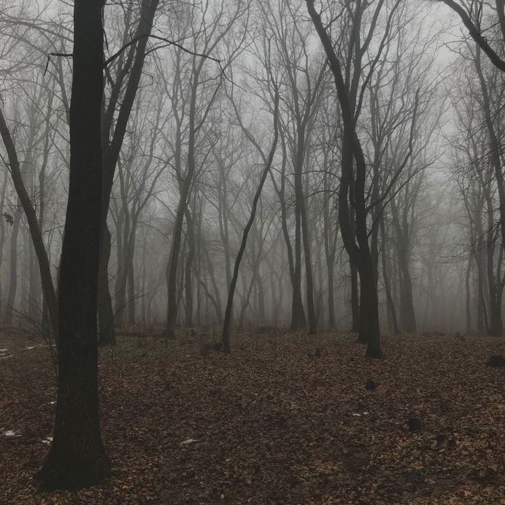 Create meme: thick fog , fog in the forest, misty forest