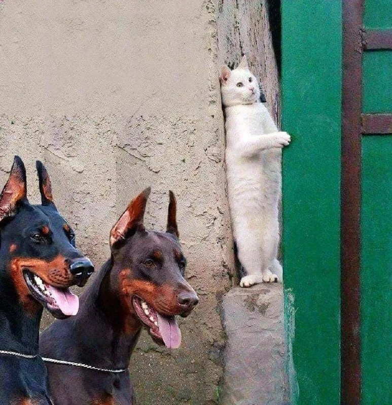 Создать мем: кот прячется от собак, доберман собака, кот и два добермана