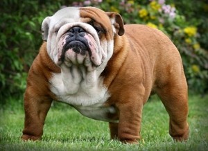 Создать мем: порода английский бульдог, english bulldog, собака английский бульдог