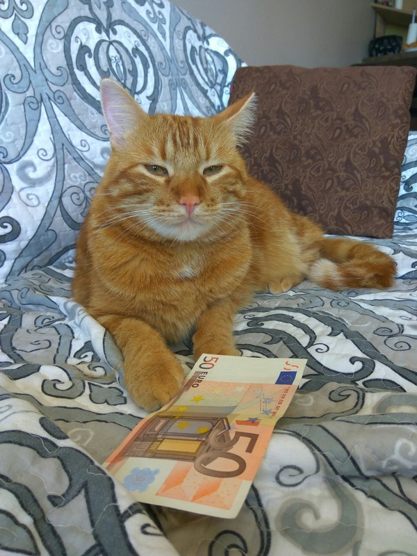 Создать мем: рыжий кот с деньгами, денежный кот, кот