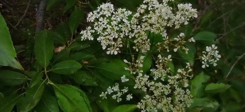 Create meme: black elderberry, y388 elder flower, elder flowers