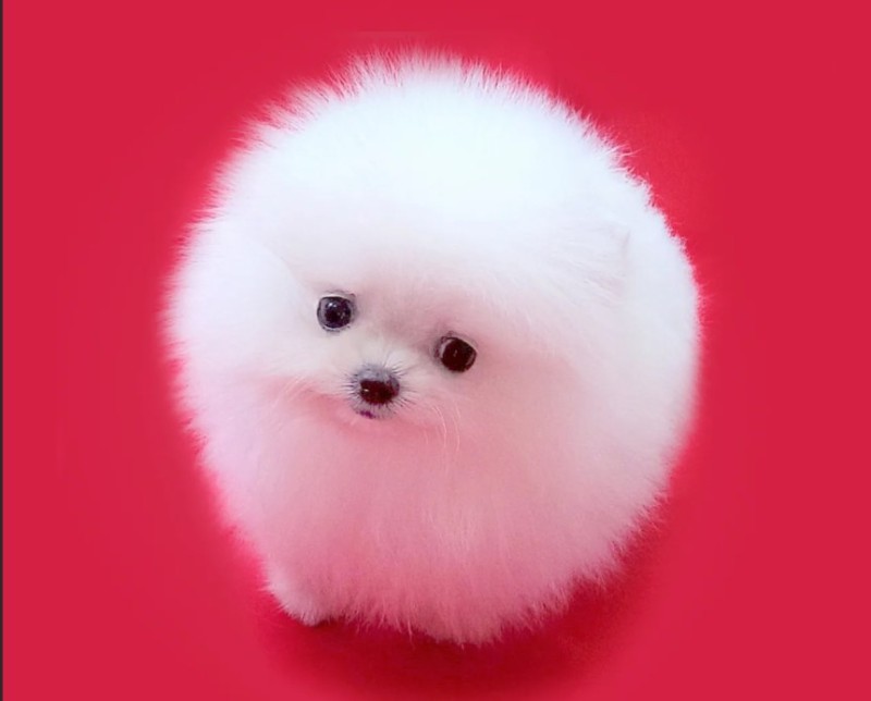 Create meme: white Pomeranian, dwarf white pomeranian, Spitz white