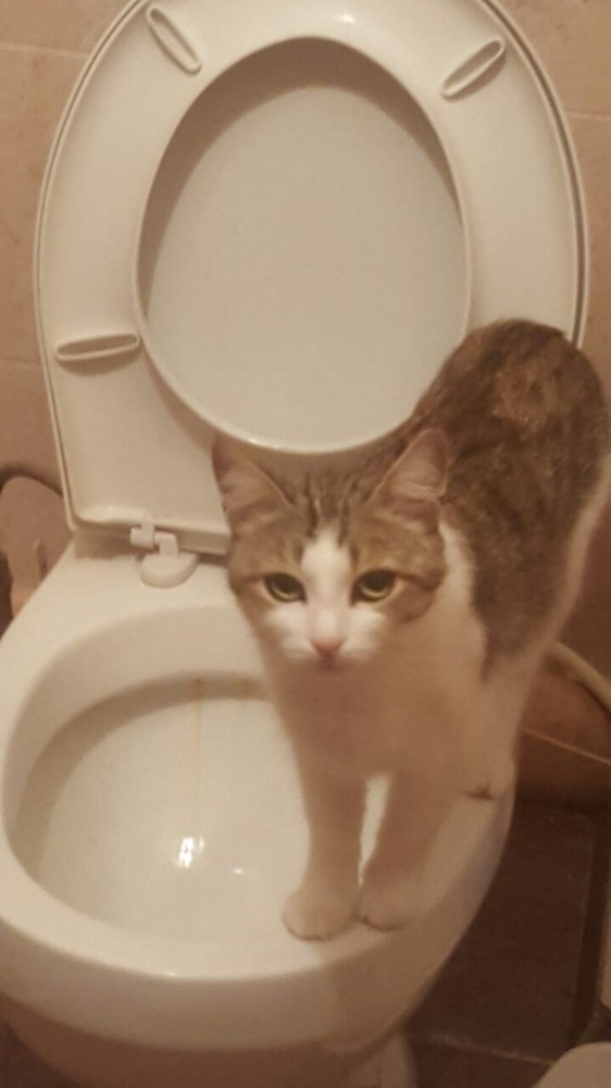 Create meme: the toilet , the cat on the toilet, toilet toilet bowl