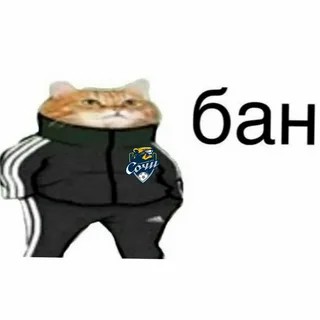 Create meme: cat in adidas, you are banned, a cat in a tracksuit