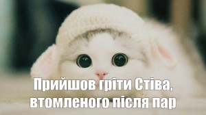 Создать мем: милые котики, кошки милые, самые милые котики