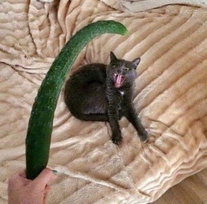 Create meme: funny cats and cucumbers, what shall we do, cats