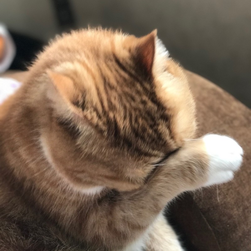 Create meme: cat facepalm, cat , sad red cat