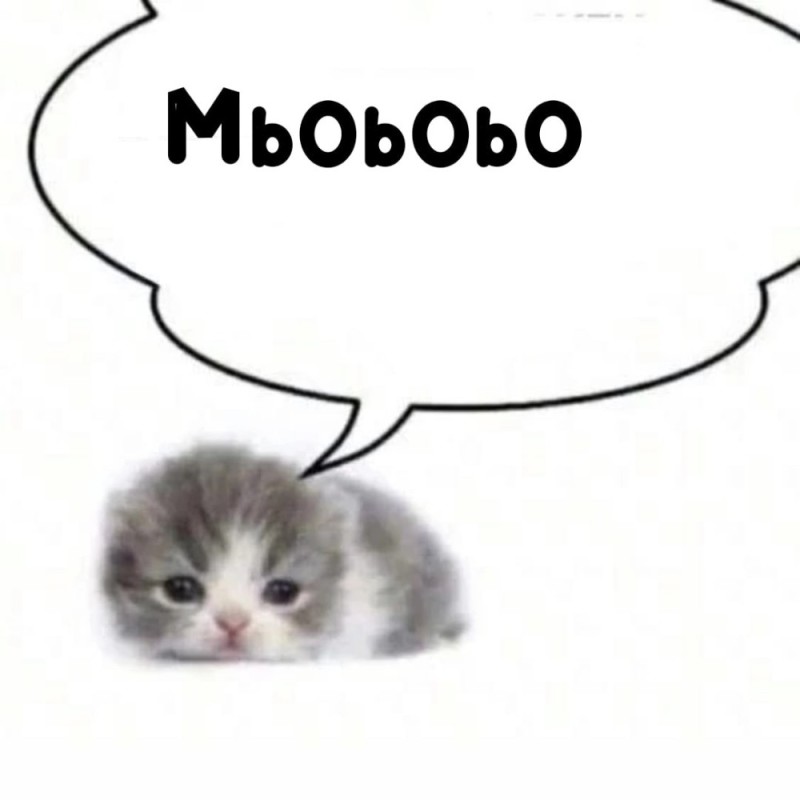 Create meme: the scottish kitten, cat, cute cats 