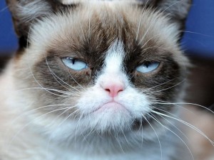 Создать мем: угрюмый кот, хмурый кот, grumpy cat