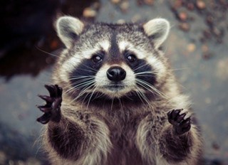 Create meme: raccoon, cute raccoons, polosun raccoon enotovich