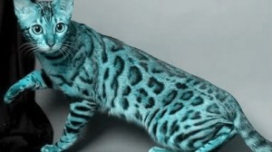 Create meme: Bengal kittens, kittens Bengal breed, kucing