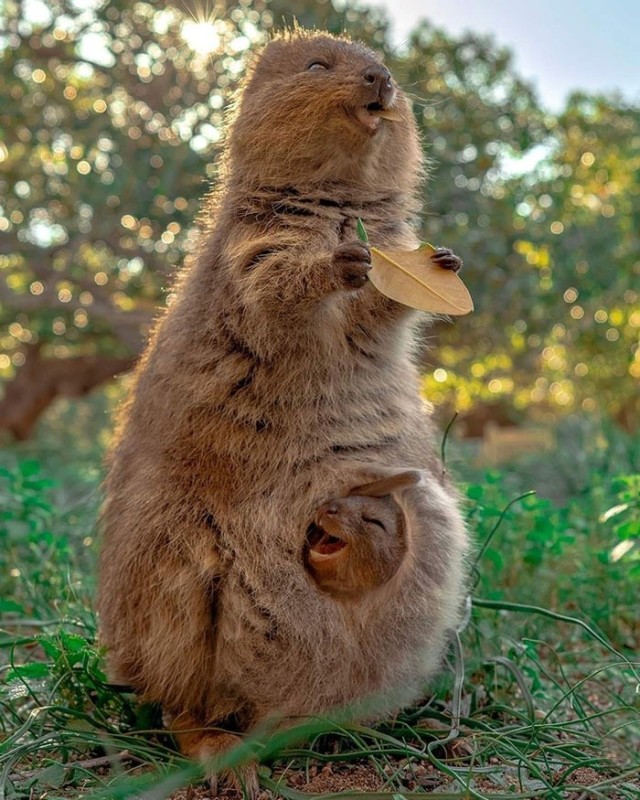 Create meme: kangaroo animals, the cute animals , cat 
