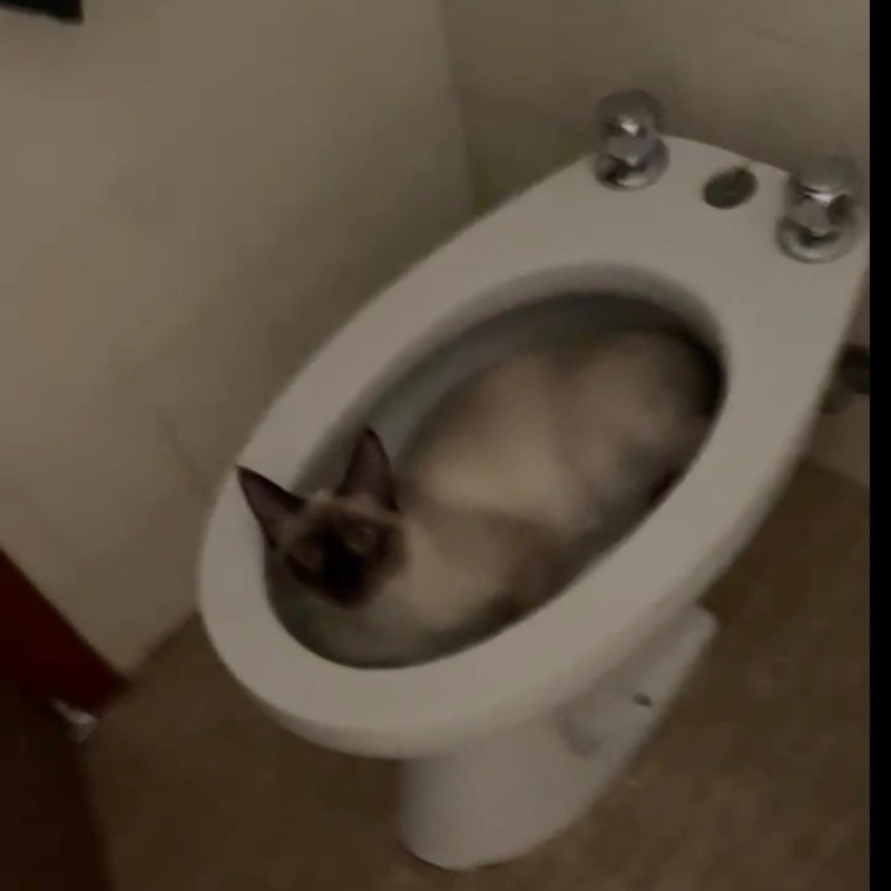 Create meme: cats , cat , toilet 