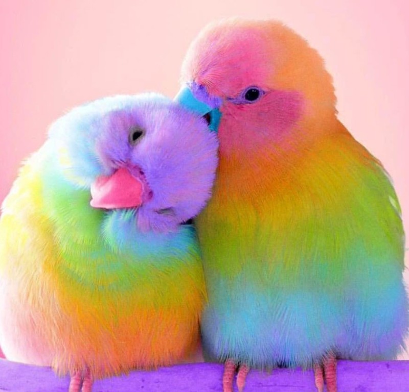 Создать мем: милые попугайчики, радужные попугаи неразлучники, попугайчики неразлучники