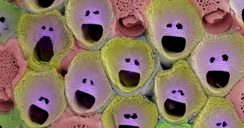 Create meme: Mossy colony microscope, toy , trypophobia