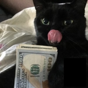 Create meme: meme cat, cat with money, cat