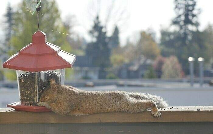 Create meme: squirrel in the feeder, bird and squirrel feeder, bird feeder anti-protein