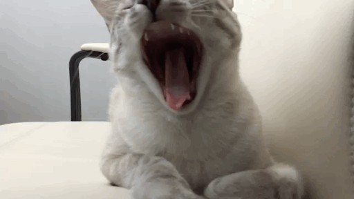 Создать мем: кот, гифка кот, зевающий котик