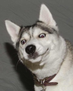 Create meme: funny dog, dog, siberian husky