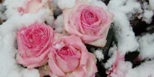 Создать мем: бледно розовые розы на снегу, роза пинк, розовая роза в инее