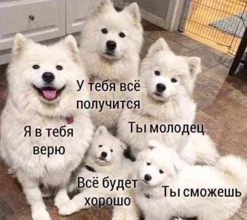 Create meme: samoyed husky dog, samoyed, samoyed husky puppies