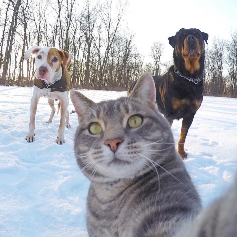 Create meme: cat selfie with the dogs, selfie cat, cat 