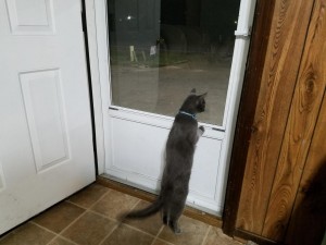 Создать мем: кошка почтальон, кошка открывает окно