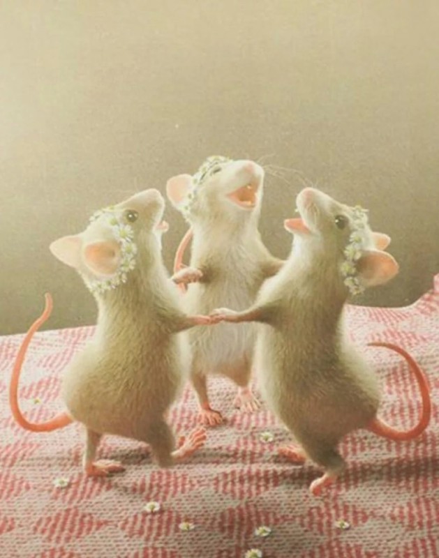 Create meme: dancing mouse, The rats are dancing, Three rats