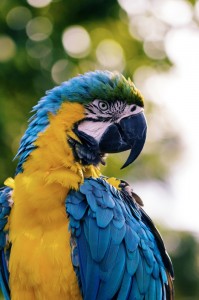 Create meme: colorful parrot, parrot, macaw parrot