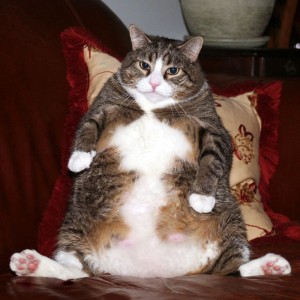 Create meme: fat cat, fat cats, fat cat