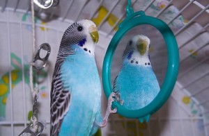 Создать мем: волнистый попугай в домашних условиях, волнистые попугаи в клетке, попугай волнистый синий