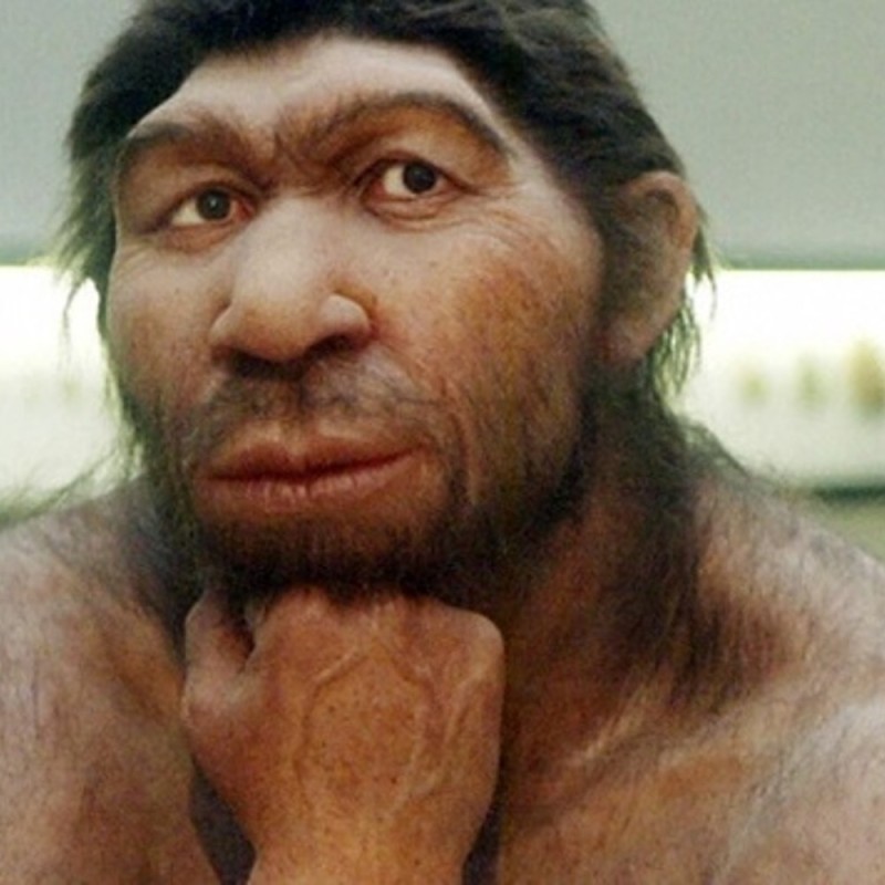 Создать мем: гомосапиенс в профиль, неандертальцы сейчас, питекантроп неандерталец сапиенс