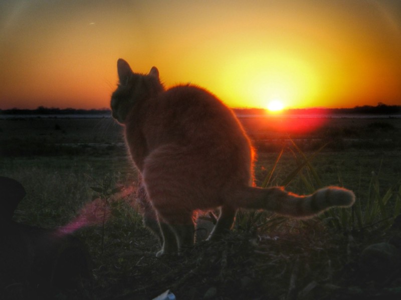 Create meme: a cat at sunset, the cat at sunset, cat on the background of sunset