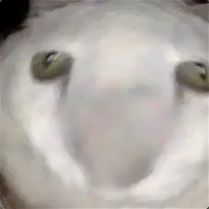 Create meme: closed profile, steam, fluffy