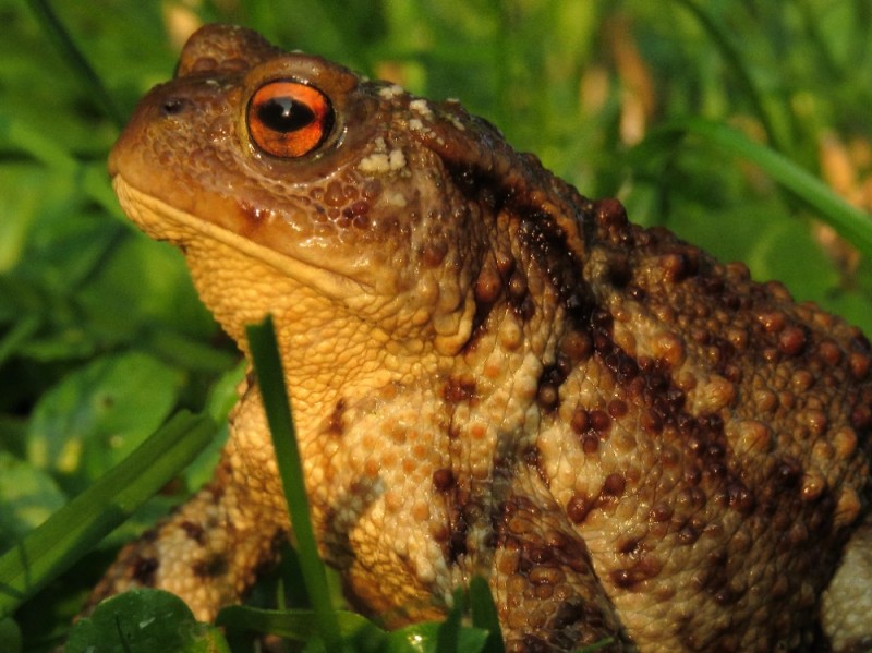 Create meme: an ordinary toad, toad , toad