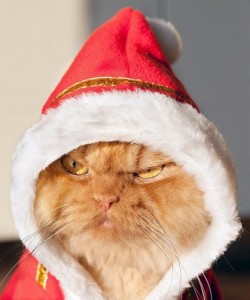 Create meme: new year wishes, Christmas, cat