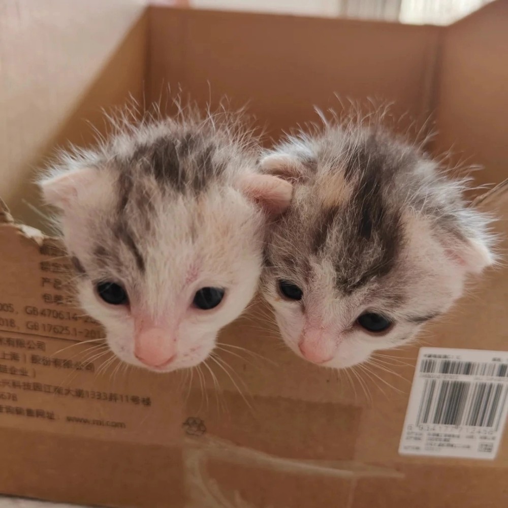 Create meme: twin kittens, animals , kitties 