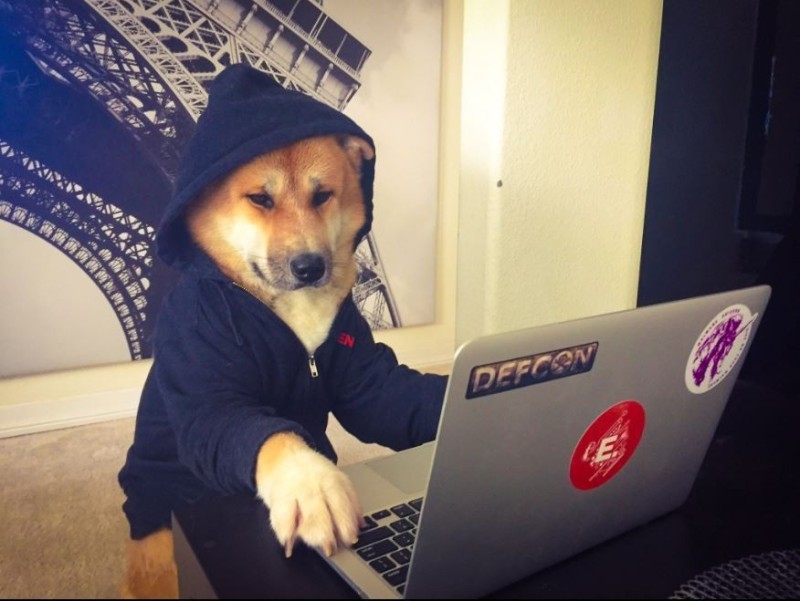 Создать мем: собака хакер, биткоин мошенники, корж собака