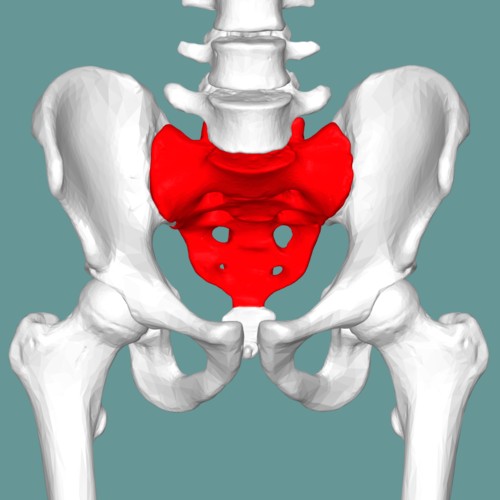 Создать мем: кости таза, тазовая кость, грушевидная мышца (крестец — бедренная кость)