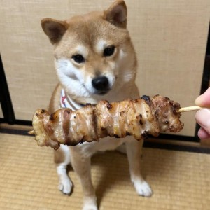 Create meme: doge, Shiba inu dogs, pet dog