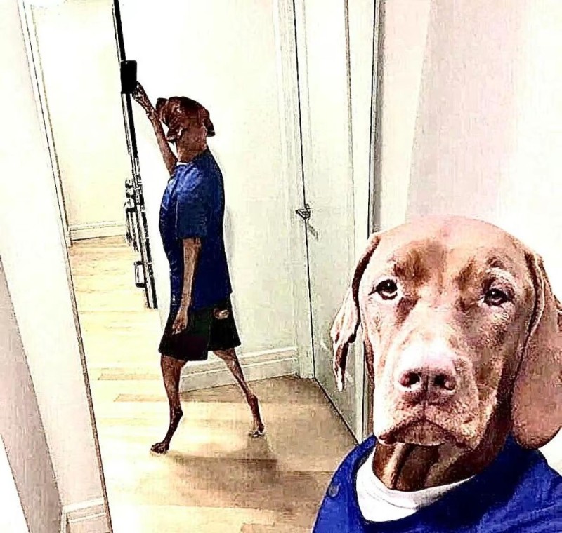 Create meme: dog selfies, the dog survived, dog Vizsla