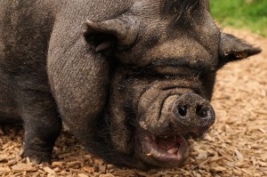 Create meme: boar, a huge pig, Vietnamese pot-bellied pig