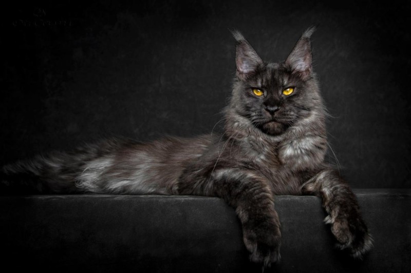 Create meme: maine coon, black maine coon, the Maine Coon cat