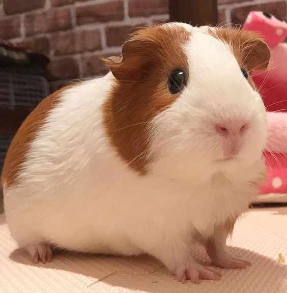 Create meme: domestic guinea pig, the guinea pig is small, big guinea pig